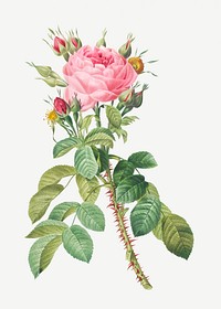 Lelieur&#39;s four seasons rose illustration