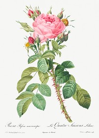 Rosa bifera macrocarpa also known as Lelieur&#39;s Four Seasons Rose from Les Roses (1817&ndash;1824) by <a href="https://www.rawpixel.com/search/redoute?sort=curated&amp;page=1">Pierre-Joseph Redout&eacute;</a>. Original from the Library of Congress. Digitally enhanced by rawpixel.