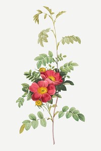 Vintage blooming alpine rose vector