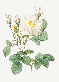 Vintage white rose of York illustration