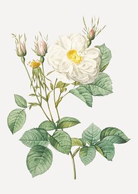 Vintage white rose of York vector