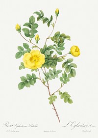Sweetbriar Rose, also known as Eglantine Rose (Rosa eglanteria luteola) from Les Roses (1817&ndash;1824) by <a href="https://www.rawpixel.com/search/redoute?sort=curated&amp;page=1">Pierre-Joseph Redout&eacute;</a>. Original from the Library of Congress. Digitally enhanced by rawpixel.