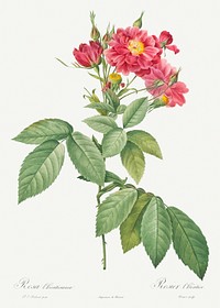 Boursault Rose, also known as Rambling Rose (Rosa l&#39;heritieranea) from Les Roses (1817&ndash;1824) by <a href="https://www.rawpixel.com/search/redoute?sort=curated&amp;page=1">Pierre-Joseph Redout&eacute;</a>. Original from the Library of Congress. Digitally enhanced by rawpixel.