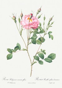 Anemone Flowered Sweetbriar, also known as Rusty Rose with Anemone Flowers (Rosa rubiginosa anemone-flora) from Les Roses (1817&ndash;1824) by <a href="https://www.rawpixel.com/search/redoute?sort=curated&amp;page=1">Pierre-Joseph Redout&eacute;</a> Original from the Library of Congress. Digitally enhanced by rawpixel.