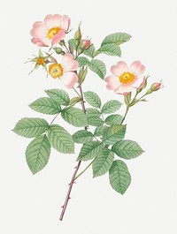 Short-styled field rose illustration