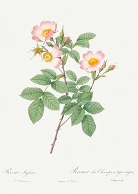 Short-Styled Field-Rose, also known as Rose Bush with Erect Stems (Rosa stylosa) from Les Roses (1817&ndash;1824) by <a href="https://www.rawpixel.com/search/redoute?sort=curated&amp;page=1">Pierre-Joseph Redout&eacute;</a>. Original from the Library of Congress. Digitally enhanced by rawpixel.