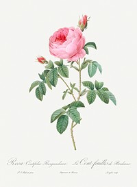 Burgundy Cabbage Rose, the Hundred-Leaves of Bordeaux (Rosa centifolia urgundiaca) from Les Roses (1817&ndash;1824) by <a href="https://www.rawpixel.com/search/redoute?sort=curated&amp;page=1">Pierre-Joseph Redout&eacute;</a>. Original from the Library of Congress. Digitally enhanced by rawpixel.