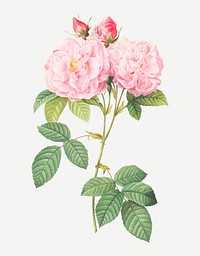 Vintage Italian damask rose illustration