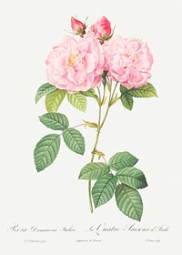 Italian Damask Rose, also known as the Four Seasons of Italy (Rosa damascena Italica) from Les Roses (1817&ndash;1824) by <a href="https://www.rawpixel.com/search/redoute?sort=curated&amp;page=1">Pierre-Joseph Redout&eacute;</a>. Original from the Library of Congress. Digitally enhanced by rawpixel.