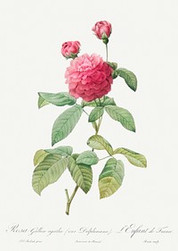 Purple Agatha, also known as the Little Violet Buttercup (Rosa gallica agatha, var. Delphiniana) from Les Roses (1817&ndash;1824) by <a href="https://www.rawpixel.com/search/redoute?sort=curated&amp;page=1">Pierre-Joseph Redout&eacute;</a>. Original from the Library of Congress. Digitally enhanced by rawpixel.