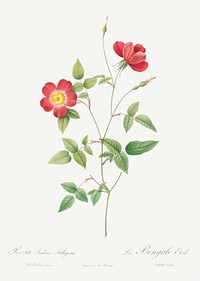 Rose Indica Stelligera, also known as the Bengal Star (Rosa indica stelligera) from Les Roses (1817&ndash;1824) by <a href="https://www.rawpixel.com/search/redoute?sort=curated&amp;page=1">Pierre-Joseph Redout&eacute;</a>. Original from the Library of Congress. Digitally enhanced by rawpixel.