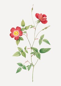 Vintage blooming Bengal rose vector