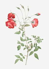 Vintage blooming red rose illustration