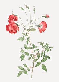 Vintage blooming red rose vector