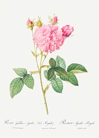 Agatha rose, also known as Rosa gallica-Agatha, Var. Regalis from Les Roses (1817&ndash;1824) by <a href="https://www.rawpixel.com/search/redoute?sort=curated&amp;page=1">Pierre-Joseph Redout&eacute;</a>. Original from the Library of Congress. Digitally enhanced by rawpixel.