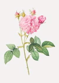 Vintage blooming Agatha rose vector