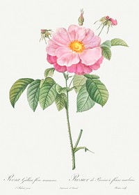 Marbled or speckled Provins rose, Rosa gallica flore marmoreo from Les Roses (1817&ndash;1824) by <a href="https://www.rawpixel.com/search/redoute?sort=curated&amp;page=1">Pierre-Joseph Redout&eacute;</a>. Original from the Library of Congress. Digitally enhanced by rawpixel.