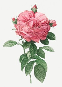 Vintage giant French rose illustration