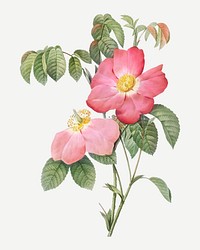 Vintage pink French rose vector