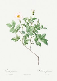 Farinose Rose, also known as Flowery Rosebush (Rosa farinosa) from Les Roses (1817&ndash;1824) by <a href="https://www.rawpixel.com/search/redoute?sort=curated&amp;page=1">Pierre-Joseph Redout&eacute;</a> Original from the Library of Congress. Digitally enhanced by rawpixel.