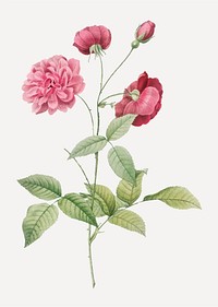 Vintage blooming China rose vector