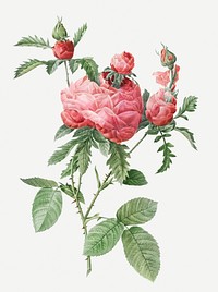 Vintage blooming cabbage rose illustration