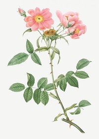 Vintage blooming pink flower illustration
