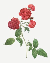 Vintage red cabbage rose vector