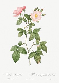 Rosa glauca, also known as Rosebush with Bramble Leaves (Rosa rubifolia) from Les Roses (1817&ndash;1824) by <a href="https://www.rawpixel.com/search/redoute?sort=curated&amp;page=1">Pierre-Joseph Redout&eacute;</a>. Original from the Library of Congress. Digitally enhanced by rawpixel.