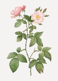 Rosebush with bramble leaves vector