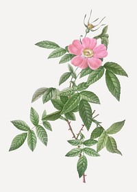 Vintage blooming boursault rose vector