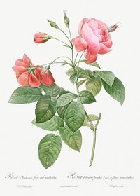 Boursault Rose, also known as Rosebush with Leaning Buttons with Semi-Double Flowers (Rosa reclinata flore sub multiplici) from Les Roses (1817&ndash;1824) by <a href="https://www.rawpixel.com/search/redoute?sort=curated&amp;page=1">Pierre-Joseph Redout&eacute;</a>. Original from the Library of Congress. Digitally enhanced by rawpixel.