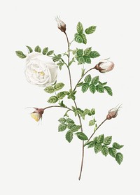 Silver-flowered hispid rose illustration