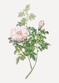 Vintage blooming ventenat&#39;s rose vector