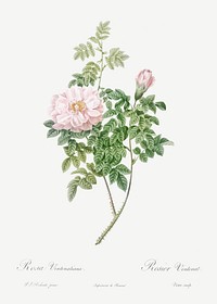 Ventenat&#39;s Rose, also known as Rose Bush (Rosa ventenatiana) from Les Roses (1817&ndash;1824) by <a href="https://www.rawpixel.com/search/redoute?sort=curated&amp;page=1">Pierre-Joseph Redout&eacute;</a>. Original from the Library of Congress. Digitally enhanced by rawpixel.