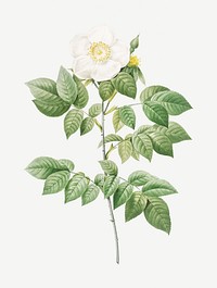 Vintage blooming leschenault&#39;s rose illustration