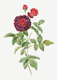 Vintage blooming guerin&#39;s rose illustration