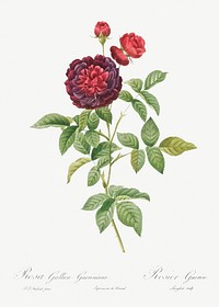 Guerin&#39;s Rose, also known as One Hundred-Leaved Rose (Rosa gallica gueriniana) from Les Roses (1817&ndash;1824) by <a href="https://www.rawpixel.com/search/redoute?sort=curated&amp;page=1">Pierre-Joseph Redout&eacute;</a>. Original from the Library of Congress. Digitally enhanced by rawpixel.