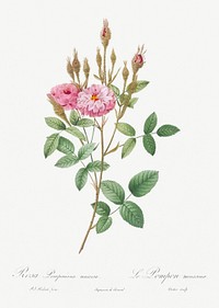 Mossy Pompon, also known as the Sparkling Pompon (Rosa pomponiana muscosa) from Les Roses (1817&ndash;1824) by <a href="https://www.rawpixel.com/search/redoute?sort=curated&amp;page=1">Pierre-Joseph Redout&eacute;</a>. Original from the Library of Congress. Digitally enhanced by rawpixel.