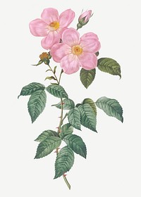 Vintage single tea scented rose illustration