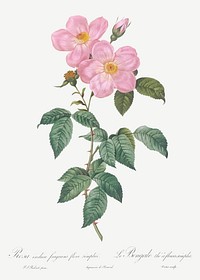 Single Tea-Scented Rose, Rosa indica fragrans flore simplici from Les Roses (1817&ndash;1824) by <a href="https://www.rawpixel.com/search/redoute?sort=curated&amp;page=1">Pierre-Joseph Redout&eacute;</a>. Original from the Library of Congress. Digitally enhanced by rawpixel.