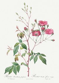Pink Noisette, Rosa noisettiana purpurea from Les Roses (1817&ndash;1824) by <a href="https://www.rawpixel.com/search/redoute?sort=curated&amp;page=1">Pierre-Joseph Redout&eacute;</a>. Original from the Library of Congress. Digitally enhanced by rawpixel.