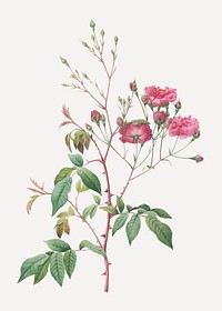 Vintage blooming pink noisette vector