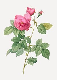 Vintage blooming bourbon rose illustration