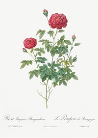Burgundy Cabbage Rose, also known as the Pompon of Burgundy (Rosa pomponia Burgundiaca) from Les Roses (1817&ndash;1824) by <a href="https://www.rawpixel.com/search/redoute?sort=curated&amp;page=1">Pierre-Joseph Redout&eacute;</a>. Original from the Library of Congress. Digitally enhanced by rawpixel.