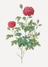 Vintage burgundy cabbage rose vector