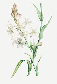 Vintage white tuberose flower illustration