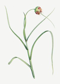 Vintage cultivated garlic plant illustration