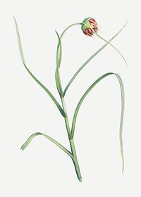 Vintage cultivated garlic plant vector