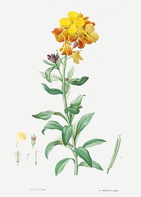Wallflower, Cheiranthus cheiri from La botanique de J. J. Rousseau by Pierre-Joseph Redout&eacute; (1759&ndash;1840). Original from the Library of Congress. Digitally enhanced by rawpixel.